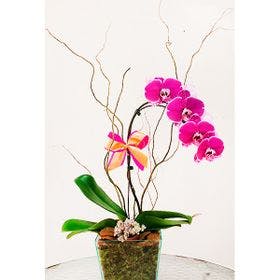 Orquídea Luxo pink
