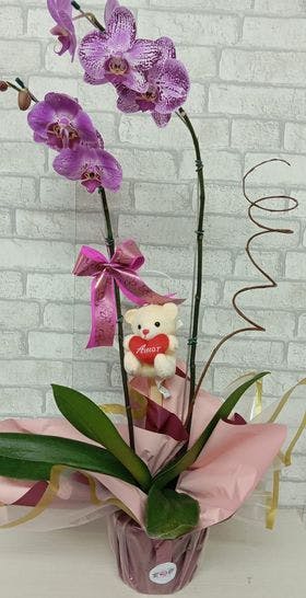 Orquídea pink embalada 02