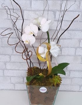 Orquídea luxo branca 