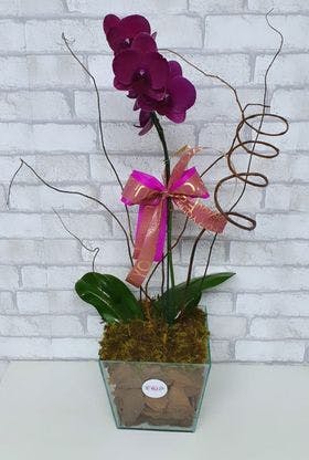 Orquídea Luxo pink