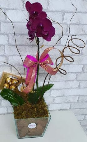 Orquídea luxo pink 01