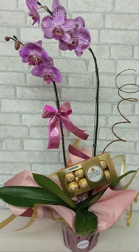 Orquídea embalada pink 01