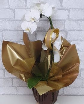 Orquídea branca embalada 