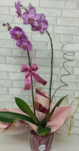 Orquídea pink embalada 